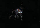 甲殻類の一種のゾエア幼生
