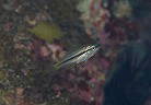 ヨコスジフエダイの幼魚